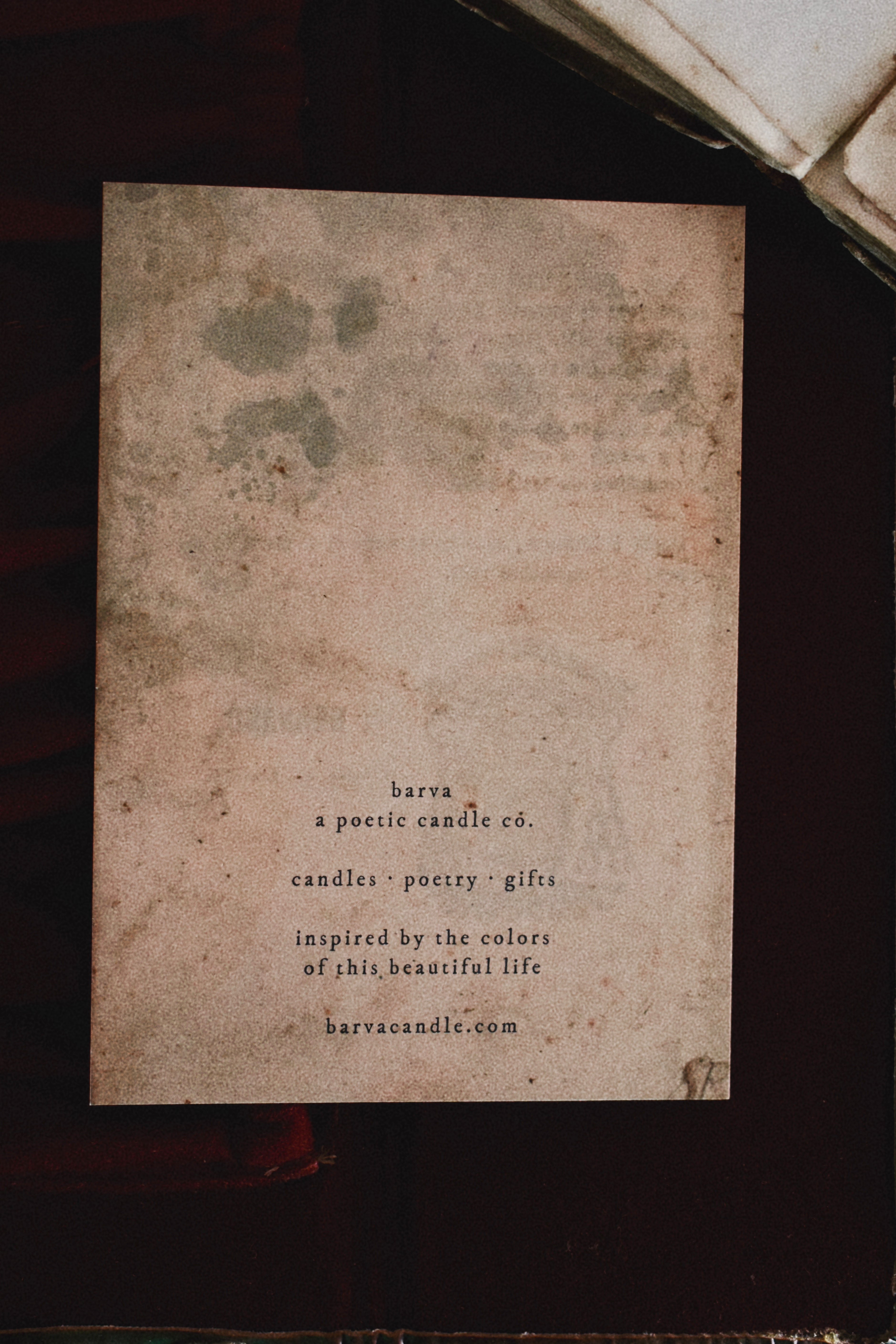 winter sunlight forest