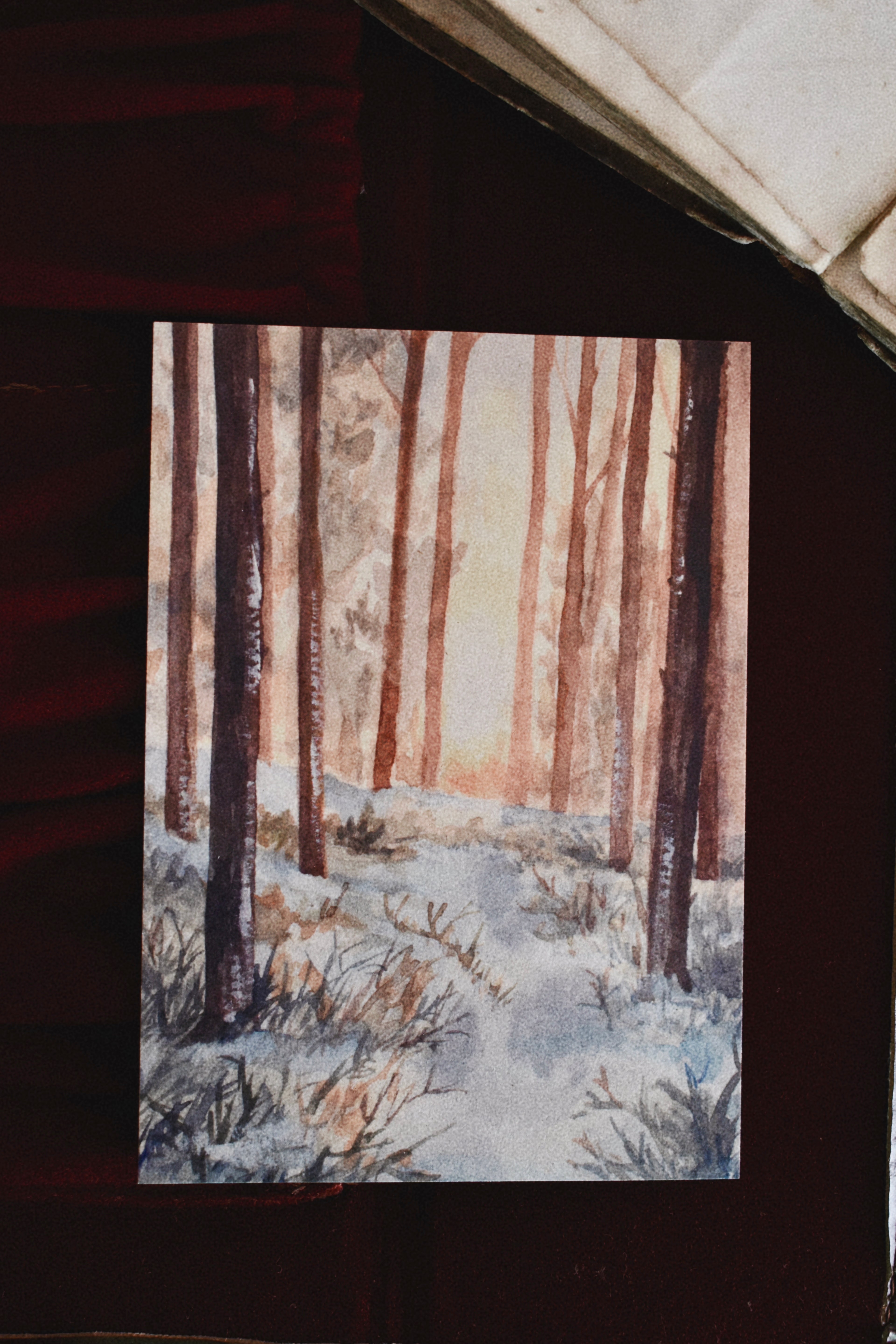 winter sunlight forest