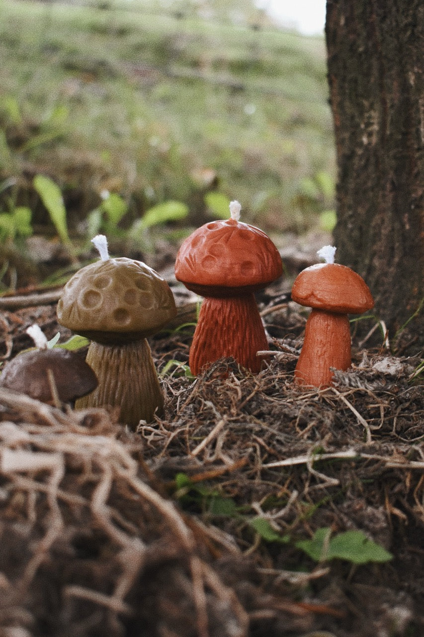 beeswax mushrooms