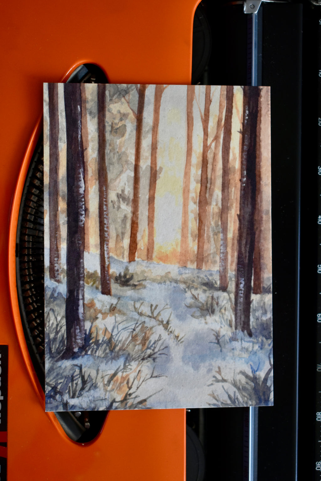 winter sunlight forest