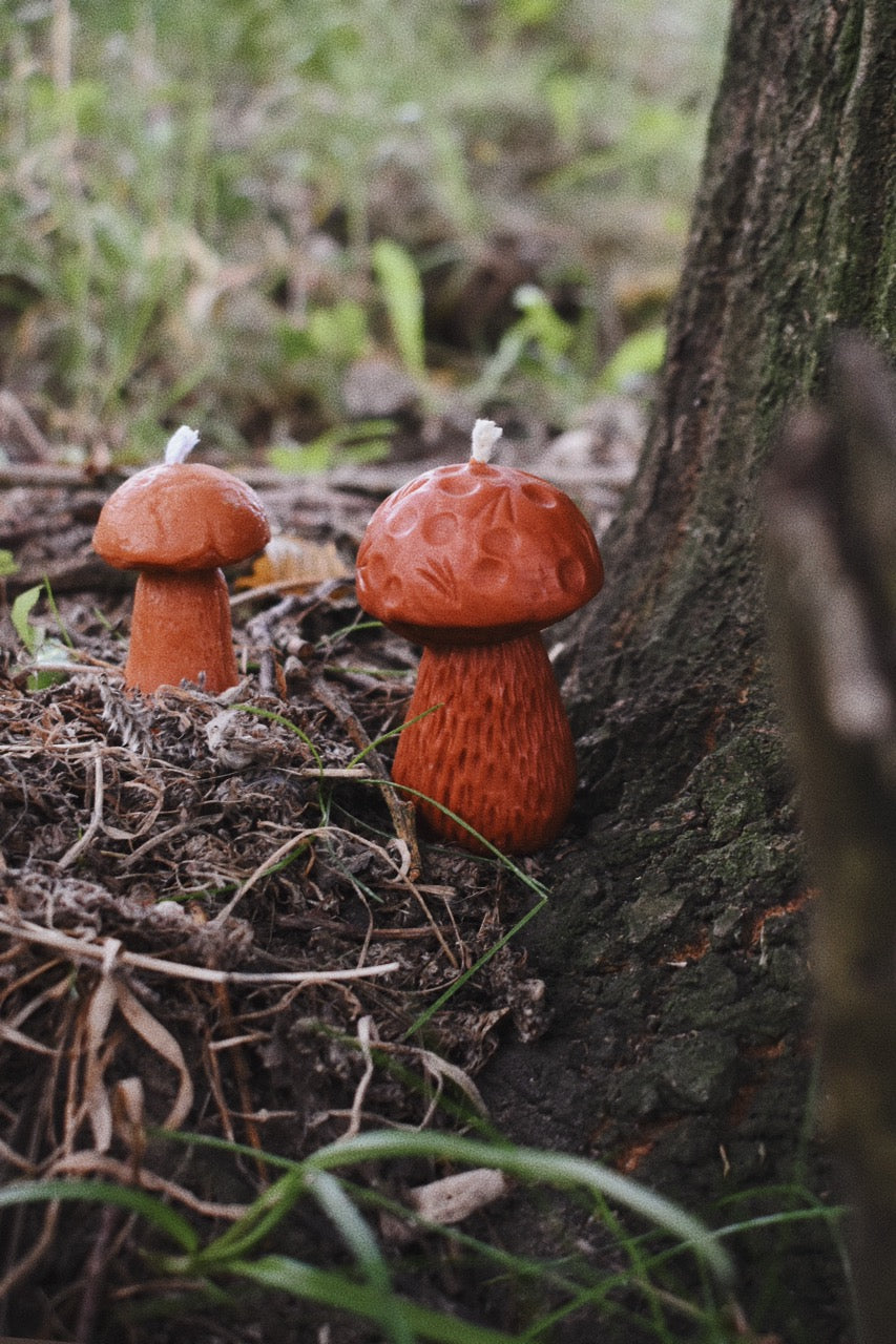 beeswax mushrooms